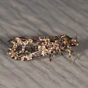 Montescardia fuscofasciella - Hodges#0310 - photo 4