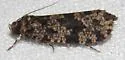 Montescardia fuscofasciella - Hodges#0310 - photo 5