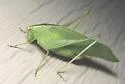 Modest Katydid
