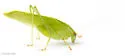 Modest Katydid - photo 2