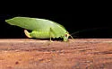 Modest Katydid - photo 3