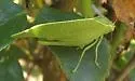 Modest Katydid - photo 4