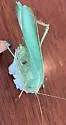 Modest Katydid - photo 5
