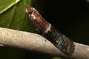 Darker Moodna Moth - Hodges#6005 - photo 2