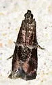 Darker Moodna Moth - Hodges#6005 - photo 3