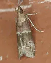 Darker Moodna Moth - Hodges#6005 - photo 4