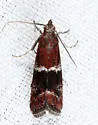 Darker Moodna Moth - Hodges#6005 - photo 5