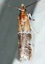 Paler Moodna Moth - Hodges#6005.1