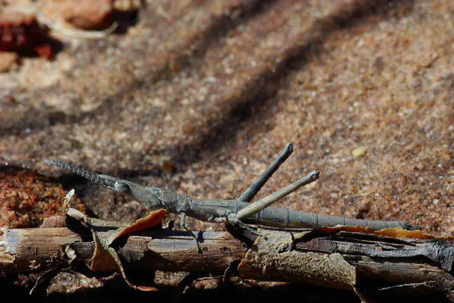 Australian Matchstick and Monkey Grasshoppers - photo 2