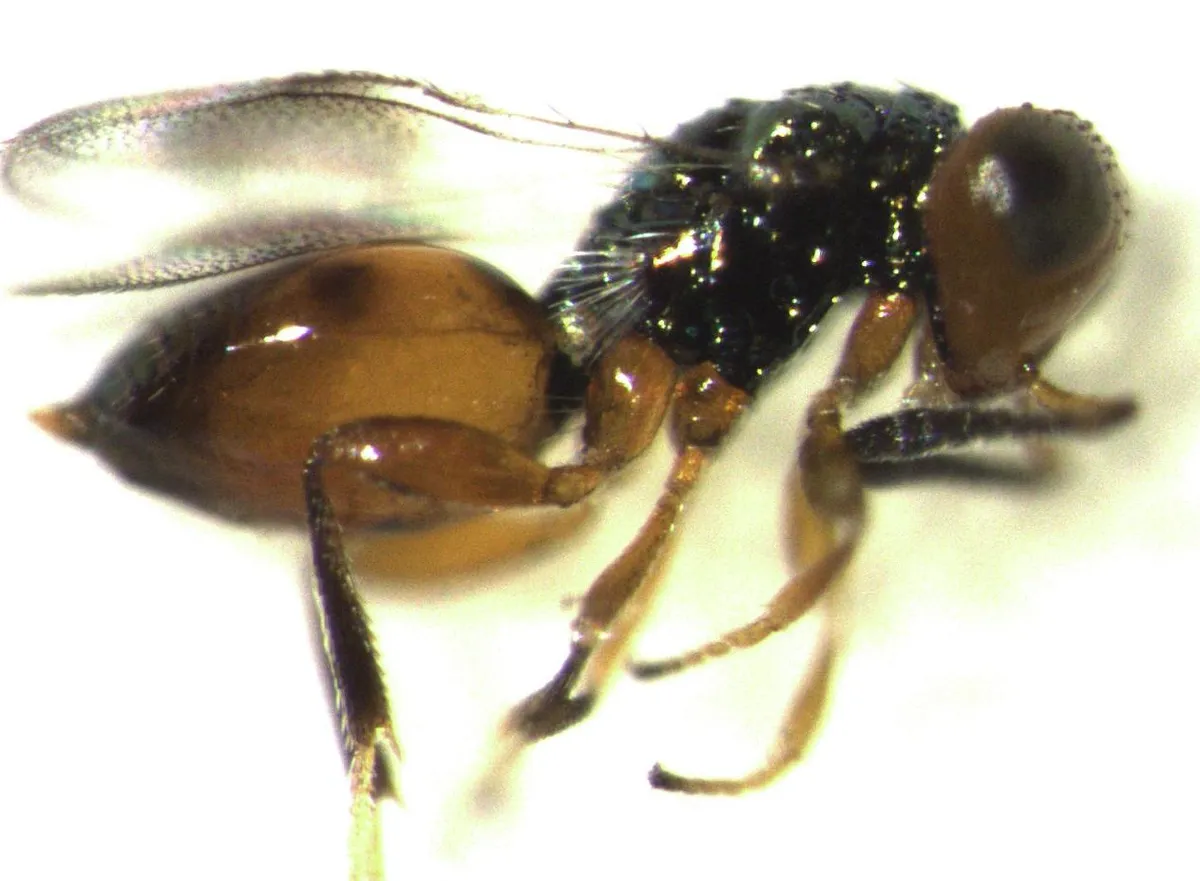 Moranilidae - photo 3