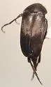 Mordella albosuturalis