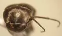 Mordella albosuturalis - photo 3