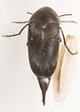 Mordella atrata