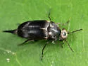 Mordella lunulata