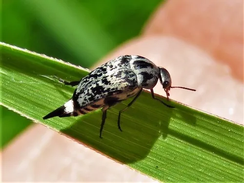 Mordella marginata - photo 2
