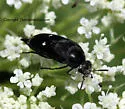 Mordella quadripunctata - Mordella quadripunctata