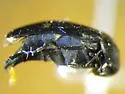 Mordella quadripunctata - photo 3