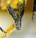 Mordella quadripunctata - photo 4