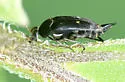 Mordella quadripunctata - photo 5