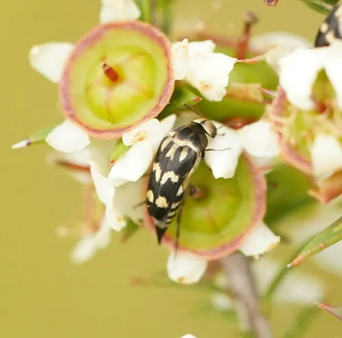 Mordella sydneyana