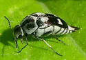 Mordella tetraspilota - photo 2