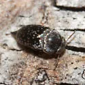 Mordellaria borealis