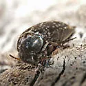Mordellaria borealis - photo 2