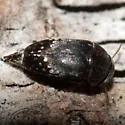 Mordellaria borealis - photo 3