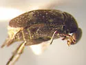 Mordellaria borealis - photo 5