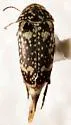 Mordellaria serval - photo 2