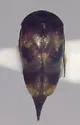 Mordellaria undulata