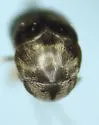 Mordellaria undulata - photo 5