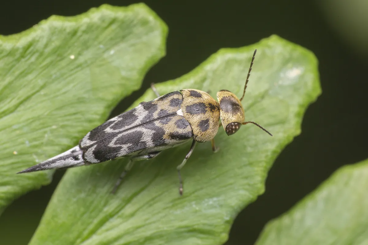 Tumbling Flower Beetles - Mordellidae