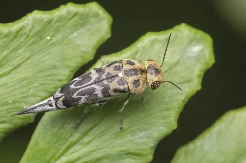 Tumbling Flower Beetles - photo 2