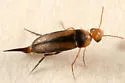 Mordellina ancilla