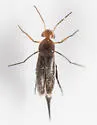 Mordellina impatiens