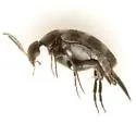 Mordellina infima - photo 2