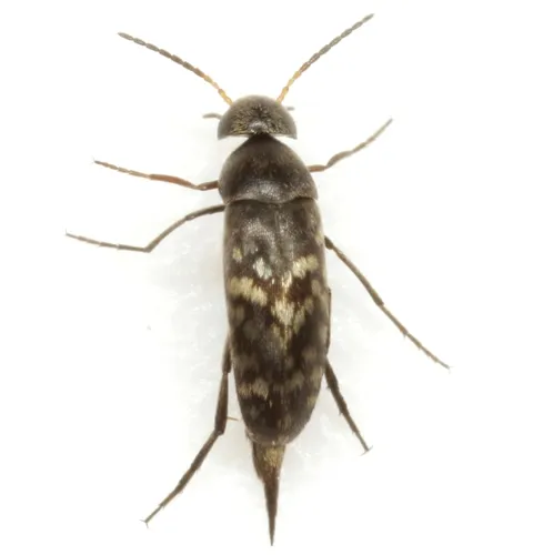 Mordellina pustulata - photo 2
