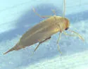 Mordellina semiusta