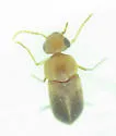 Mordellina semiusta - photo 2