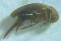 Mordellina semiusta - photo 5
