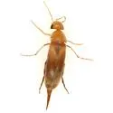 Mordellina testacea - Mordellina testacea