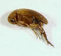 Mordellina testacea - photo 2