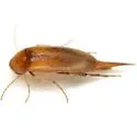 Mordellina testacea - photo 4