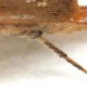 Mordellina testacea - photo 5