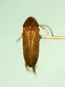 Mordellina washingtonensis