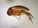 Mordellina washingtonensis - photo 2