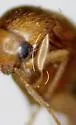 Mordellina washingtonensis - photo 3