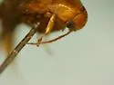 Mordellina washingtonensis - photo 4