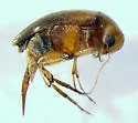 Mordellina wickhami